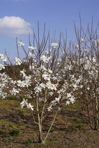 Magnolia loebneri 'Merrill' 200-250 cm draadkluit meerstammig