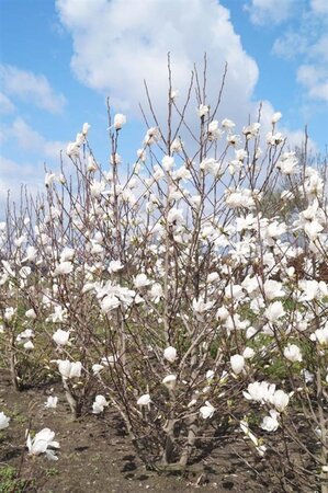 Magnolia loebneri 'Merrill' 400-450 cm draadkluit meerstammig - afbeelding 1