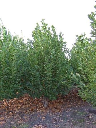 Magnolia loebneri 'Merrill' 400-450 cm draadkluit meerstammig - afbeelding 2