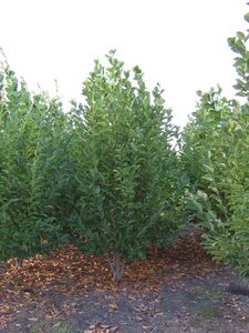 Magnolia loebneri 'Merrill' 400-450 cm draadkluit meerstammig - afbeelding 2