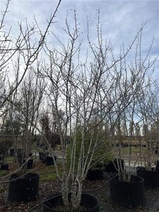Malus magdeburgensis 400-450 cm  multi-stem