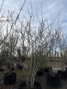 Malus magdeburgensis 400-450 cm  multi-stem