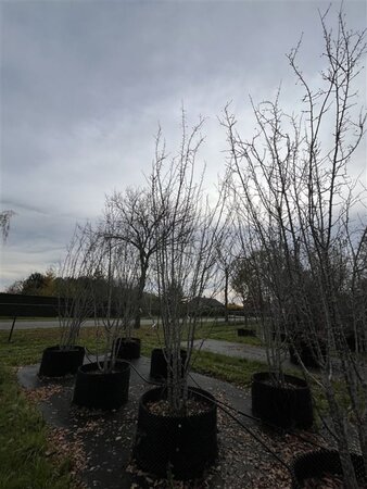 Malus 'Mazam' 400-450 cm airpot meerstammig