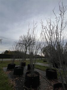 Malus 'Mazam' 400-450 cm airpot meerstammig