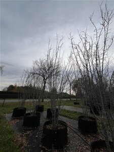 Malus 'Mazam' 400-450 cm airpot meerstammig
