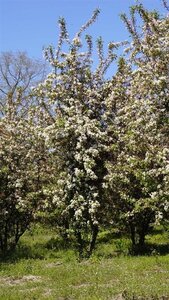 Malus 'Professor Sprenger' 400-450 cm draadkluit meerstammig