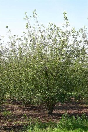 Malus 'Professor Sprenger' 400-450 cm draadkluit meerstammig - afbeelding 2