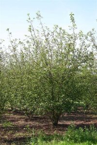 Malus 'Professor Sprenger' 400-450 cm draadkluit meerstammig - afbeelding 2