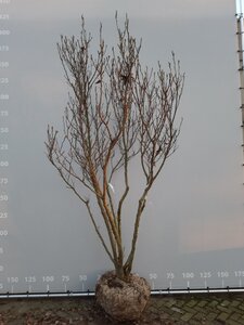 Magnolia 'Ricki' 300-350 cm draadkluit meerstammig