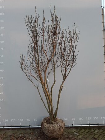Magnolia 'Ricki' 300-350 cm WRB multi-stem