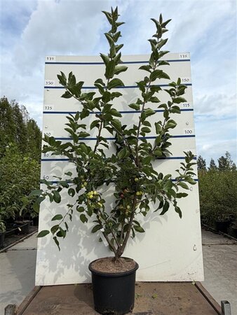Malus 'Red Sentinel' 125-150 cm cont. 20L meerstammig