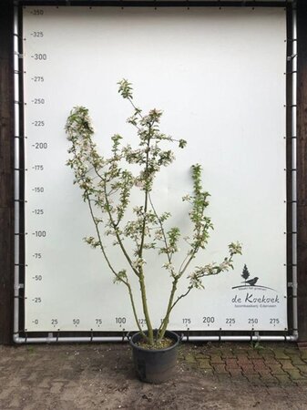Malus 'Red Sentinel' 175-200 cm container meerstammig paraplu - afbeelding 2
