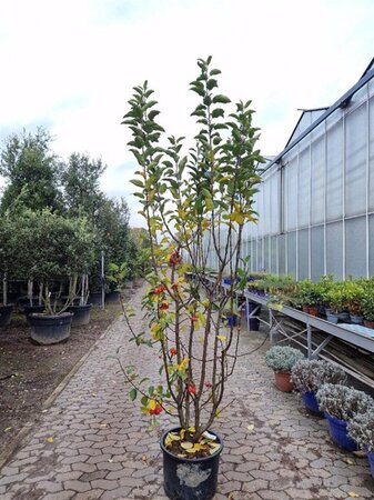 Malus 'Red Sentinel' 175-200 cm container meerstammig paraplu