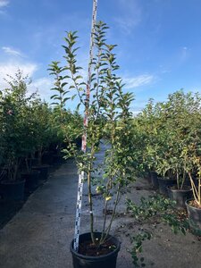 Malus 'Red Sentinel' 200-225 cm cont. 90L meerstammig