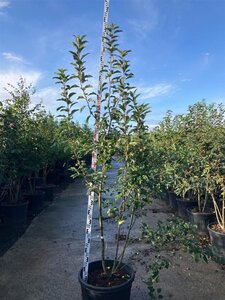 Malus 'Red Sentinel' 200-225 cm cont. 90L meerstammig - afbeelding 2