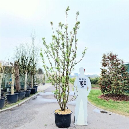 Malus 'Red Sentinel' 200-250 cm container meerstammig - afbeelding 2