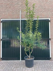 Malus 'Red Sentinel' 200-250 cm container meerstammig