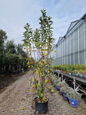 Malus 'Red Sentinel' 200-250 cm container meerstammig - afbeelding 5