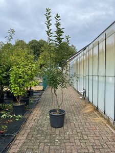Malus 'Red Sentinel' 200-250 cm container meerstammig - afbeelding 4