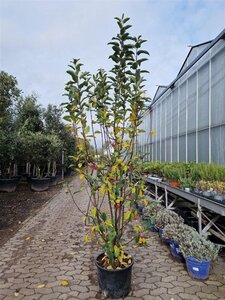 Malus 'Red Sentinel' 200-250 cm container meerstammig - afbeelding 3