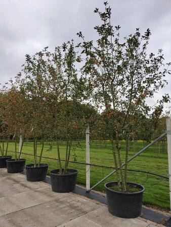 Malus 'Red Sentinel' 350-400 cm container meerstammig - afbeelding 3