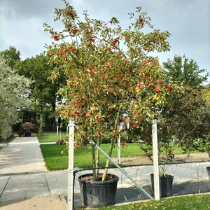 Malus 'Red Sentinel' 350-400 cm container meerstammig