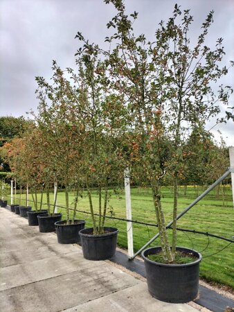 Malus 'Red Sentinel' 350-400 cm container meerstammig - afbeelding 2