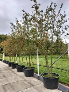 Malus 'Red Sentinel' 350-400 cm container multi-stem - image 8
