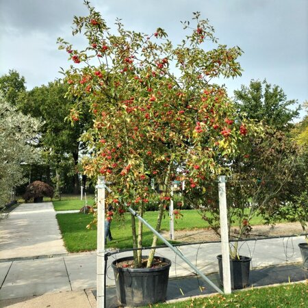 Malus 'Red Sentinel' 350-400 cm container multi-stem - image 4