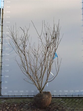 Magnolia sieboldii 250-300 cm container meerstammig