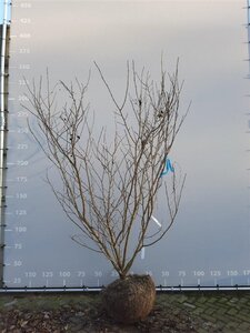 Magnolia sieboldii 250-300 cm container meerstammig