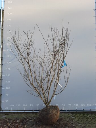 Magnolia sieboldii 250-300 cm draadkluit meerstammig