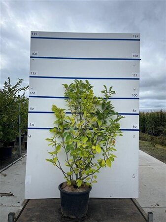 Magnolia soulangeana 100-125 cm cont. 20L meerstammig