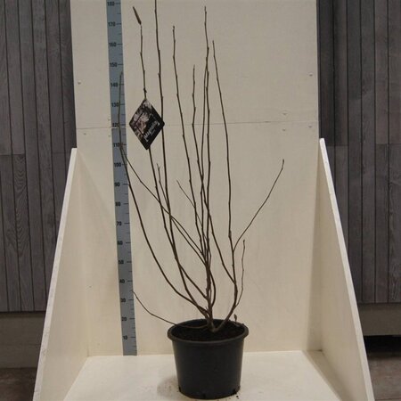 Magnolia soulangeana 100-125 cm cont. 20L meerstammig