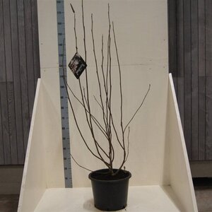 Magnolia soulangeana 100-125 cm cont. 20L meerstammig