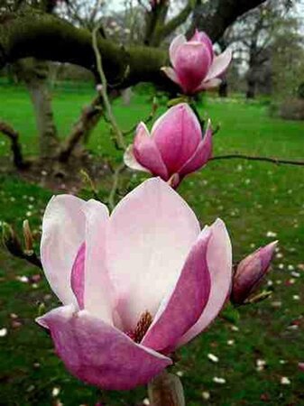 Magnolia soulangeana 150-175 cm container meerstammig - afbeelding 1