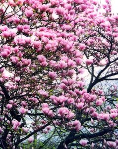Magnolia soulangeana 150-175 cm container meerstammig - afbeelding 2
