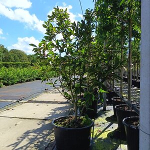 Magnolia soulangeana 175-200 cm container meerstammig