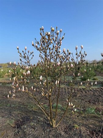 Magnolia soulangeana 175-200 cm draadkluit meerstammig - afbeelding 3