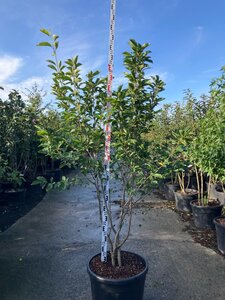 Magnolia soulangeana 200-225 cm cont. 90L meerstammig