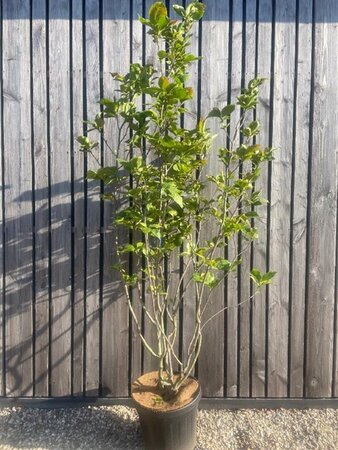 Magnolia soulangeana 200-250 cm cont. 45L meerstammig solitair