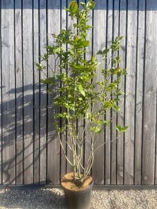 Magnolia soulangeana 200-250 cm cont. 45L meerstammig solitair