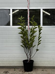 Magnolia soulangeana 200-250 cm container meerstammig