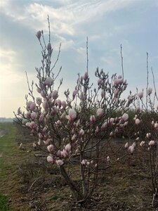 Magnolia soulangeana 200-250 cm draadkluit meerstammig