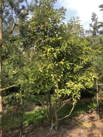 Magnolia soulangeana 250-300 cm draadkluit meerstammig extra - afbeelding 2