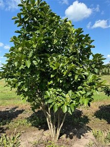 Magnolia soulangeana 250-300 cm draadkluit meerstammig extra - afbeelding 1