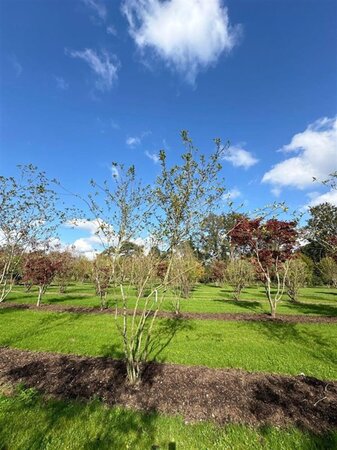 Magnolia soulangeana 450-500 cm draadkluit meerstammig - afbeelding 1