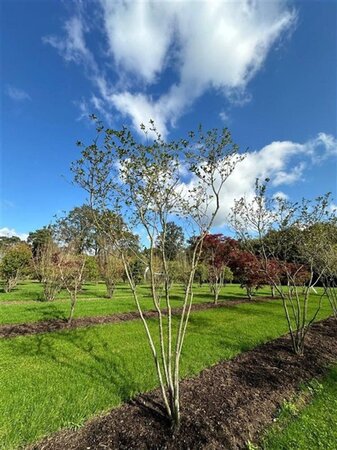 Magnolia soulangeana 450-500 cm draadkluit meerstammig - afbeelding 13
