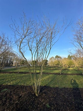 Magnolia soulangeana 450-500 cm draadkluit meerstammig - afbeelding 12