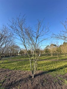 Magnolia soulangeana 450-500 cm draadkluit meerstammig - afbeelding 11